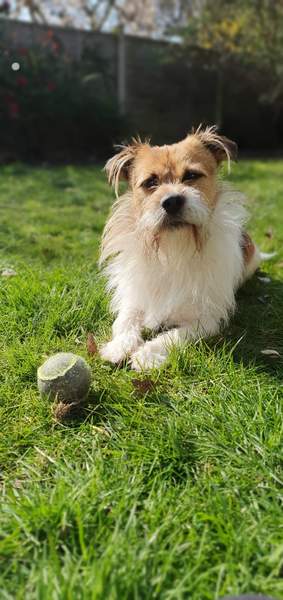 Guess the breed