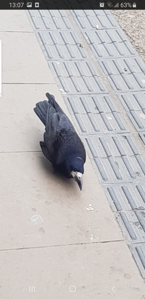 Is it me or are the birds behaving strangely?