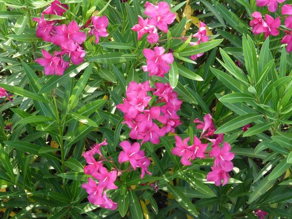What is this plant please?