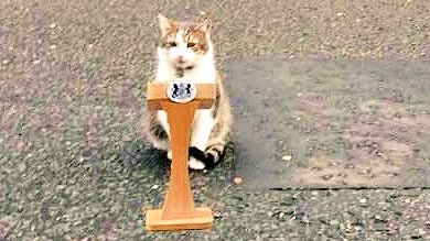 Westministenders: Lockdown continues