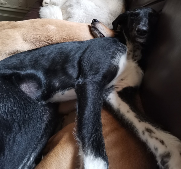 'Socialising' a puppy in lock-down - doing our best....