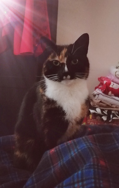 Does my cat like me/her life at all?