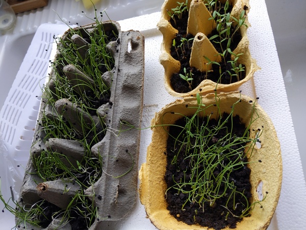 2020 new Gardeners’  thread