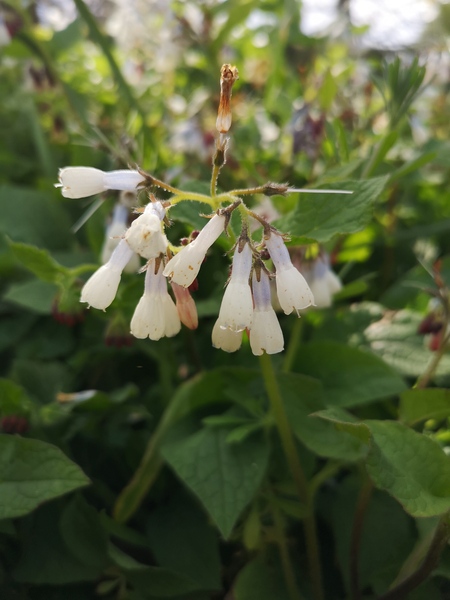 Plant ID please