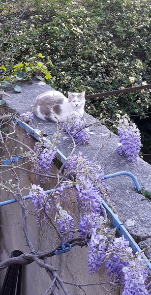 Westministenders: Lockdown continues