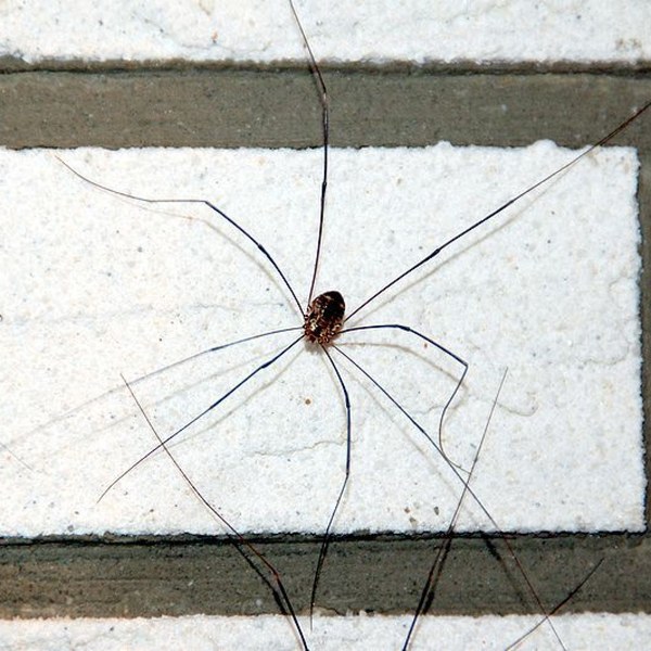 Can anyone identify this spider (widow?) Warning! Photo of spider