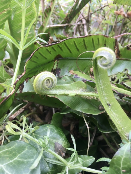 Any Witches Here? Part 11