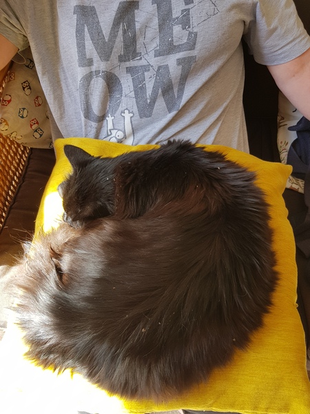 Thug Cat part 2. What, has this thing appeared again tonight?