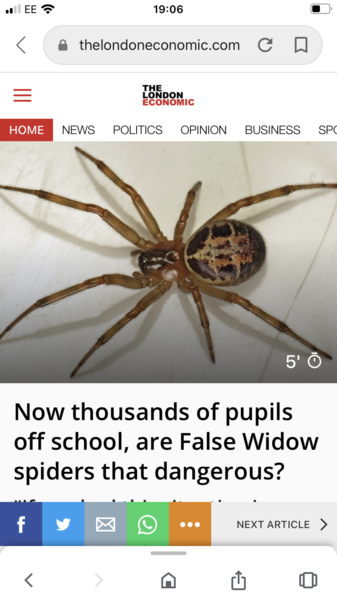 Can anyone identify this spider (widow?) Warning! Photo of spider