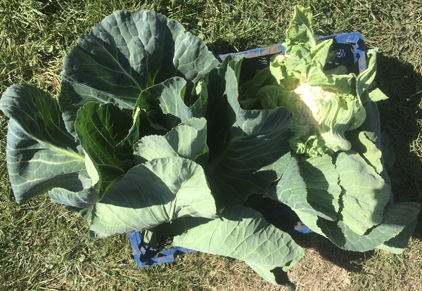 Allotment/Veg Patch Thread 15 - will winter ever end?