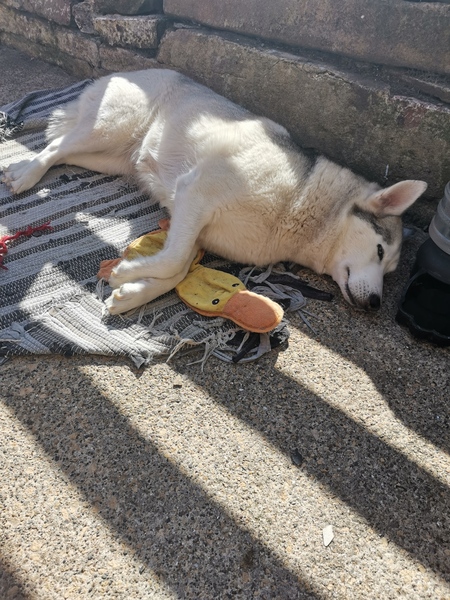 Cute pet and wildlife thread