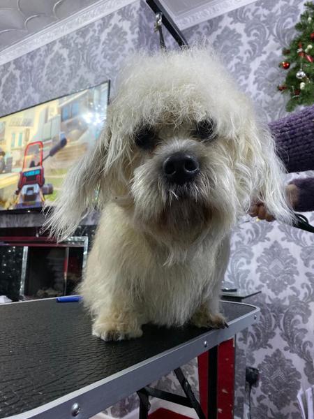How do you find reputable breeders?