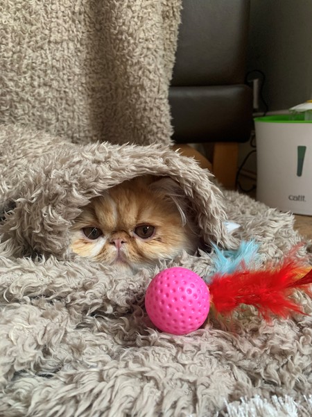 What's your DCat up to today? (Thread 7!)