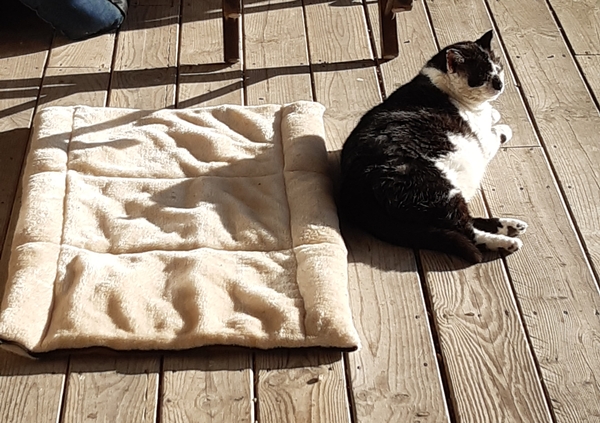 What's your DCat up to today? (Thread 7!)