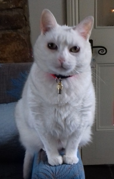 Does my cat like me/her life at all?