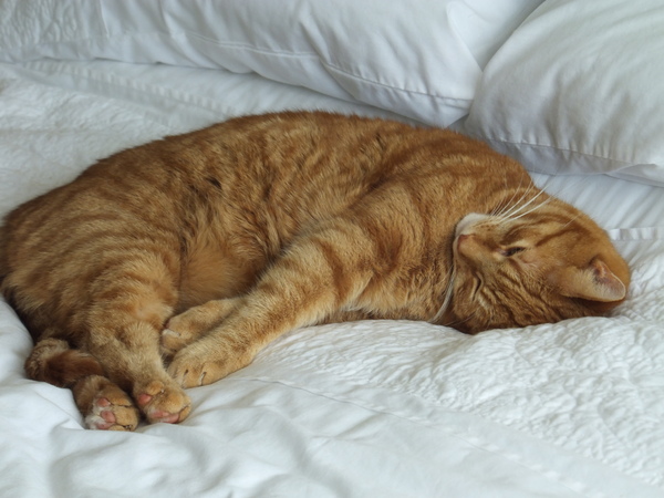 An outbreak of Covid-19 has occurred for the Playmobil people in our house...