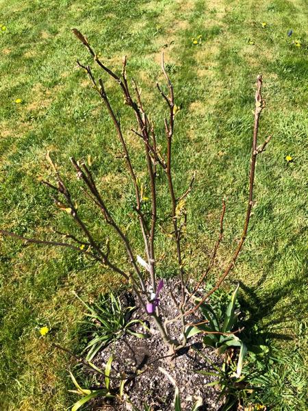 Sad looking magnolia