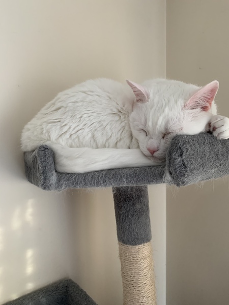 What is your cat called?