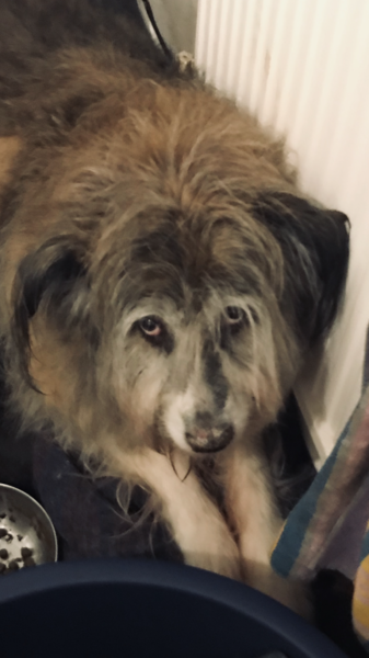 Importing rescue dogs