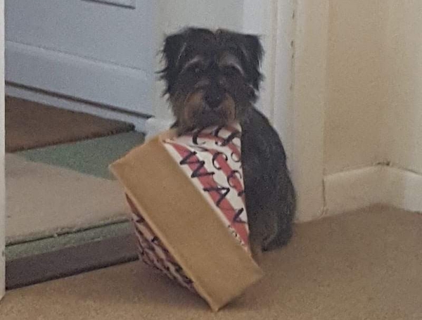What is the stupidest thing your pet has done? Does it beat my dog? Pic included