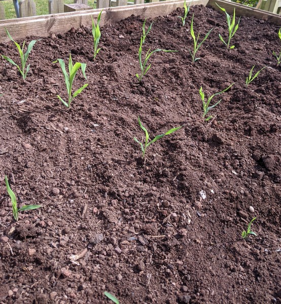 2020 new Gardeners’  thread