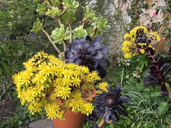 What would you plant to create a 'Cottage Garden'?