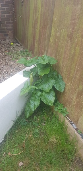 Plant identification please?