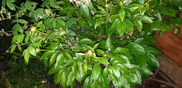 How do your Peonie plants look right now?