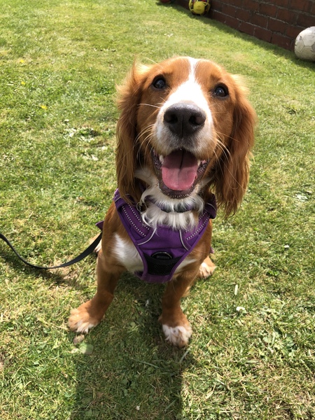 Collar/lead suggestions