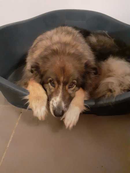 Adopting an old boy - am I crazy?