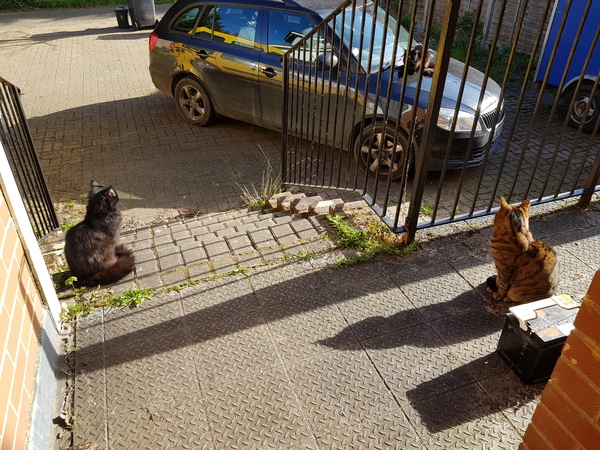 Thug Cat part 2. What, has this thing appeared again tonight?