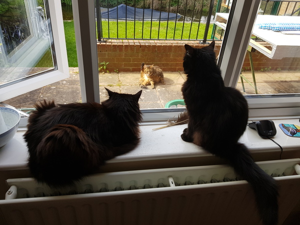 Thug Cat part 2. What, has this thing appeared again tonight?