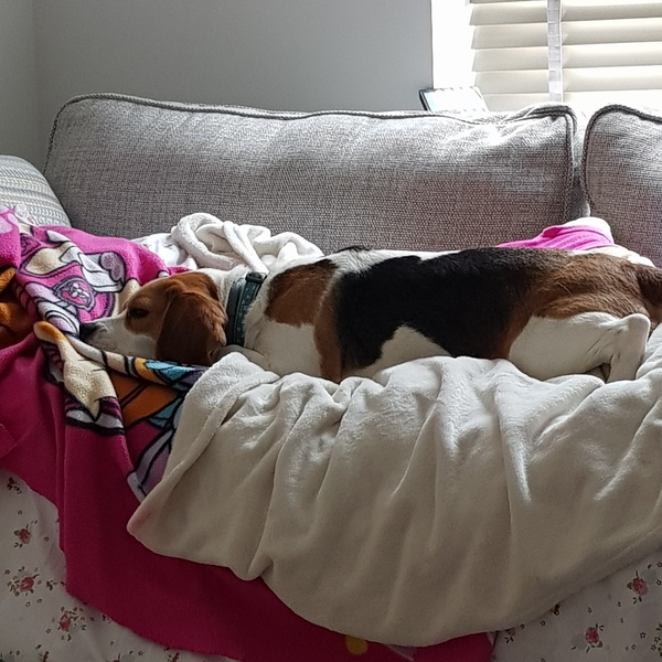 To not want a beagle?