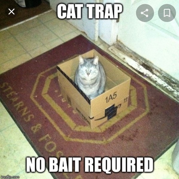To not want cats using my garden