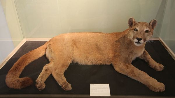 Big cat sightings - Do you believe in them or have you seen any?