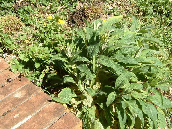 Can you identify this plant