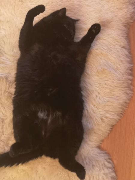 Anyone recommend a grooming brush for a medium coated cat that isn't keen on grooming?