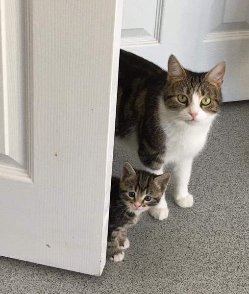 Kittens personalities are so different!