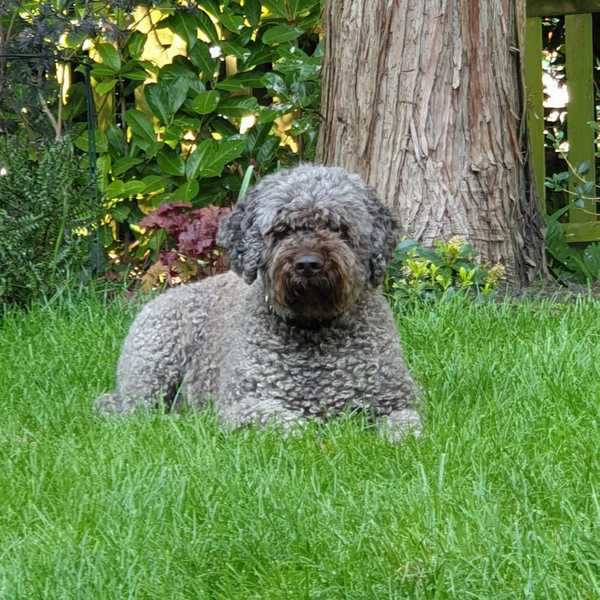 Tell me about your dog