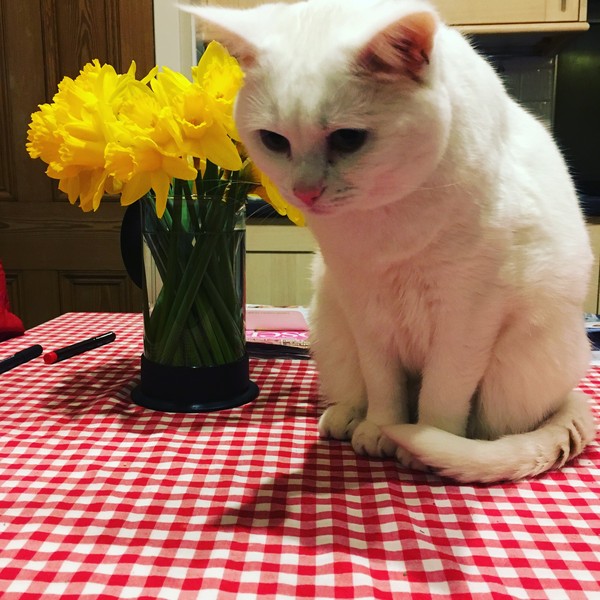 Thank goodness  for my cat