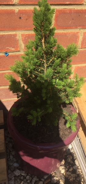 Can I plant this in the ground?