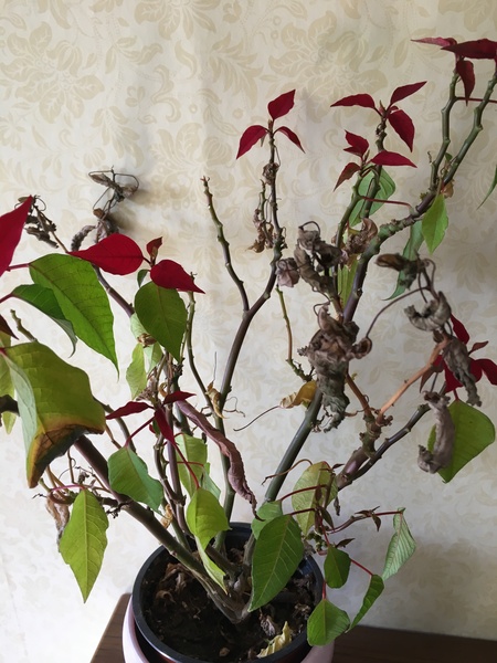 Thread for really fucking ugly houseplants
