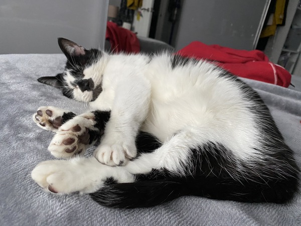 What is your cat called?