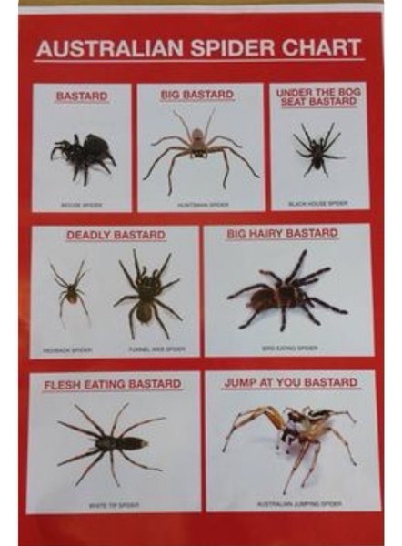 Massive hairy spiders