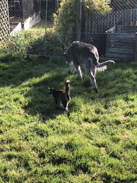 What is the stupidest thing your pet has done? Does it beat my dog? Pic included