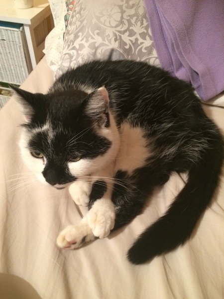I'm so so sad, my lovely little cat has died.