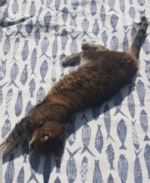 Wet food for elderly cat