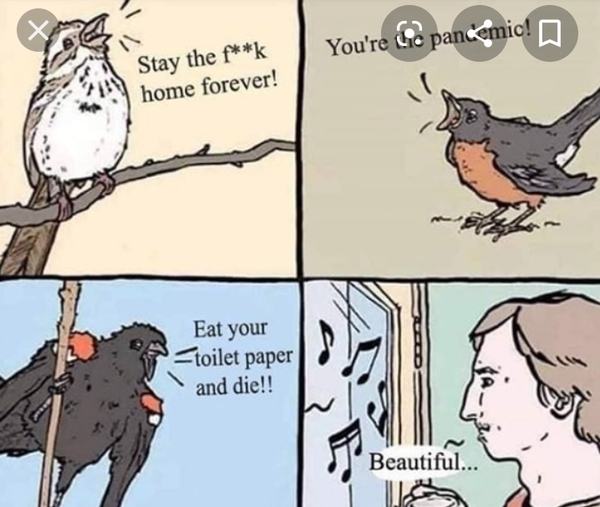 Is it me or are the birds behaving strangely?