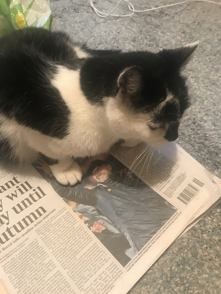 I'm so so sad, my lovely little cat has died.