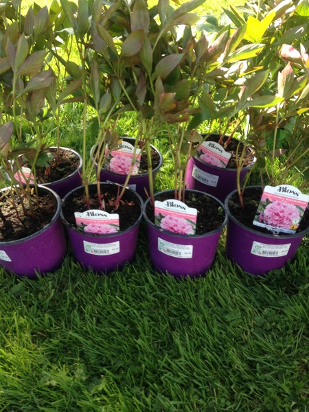How do your Peonie plants look right now?